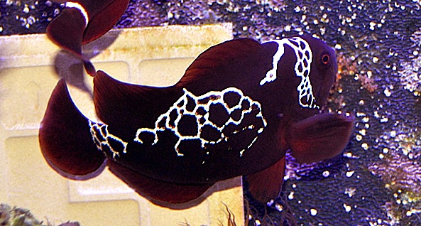 lightning maroon clownfish