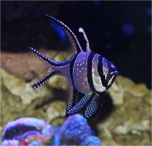 Picking out New Fish for a Marine Aquarium - Reef Aquarium