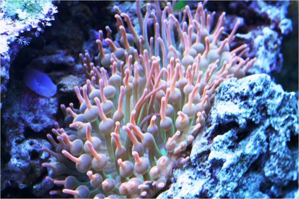 Keeping Anemones - Reef Aquarium