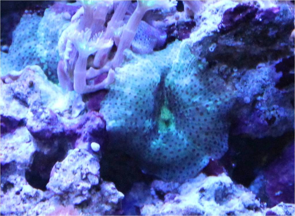 Good Corals for Beginners: Mushroom Corals - Reef Aquarium