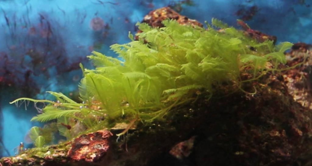 caulerpa-macro-algae-reef-aquarium